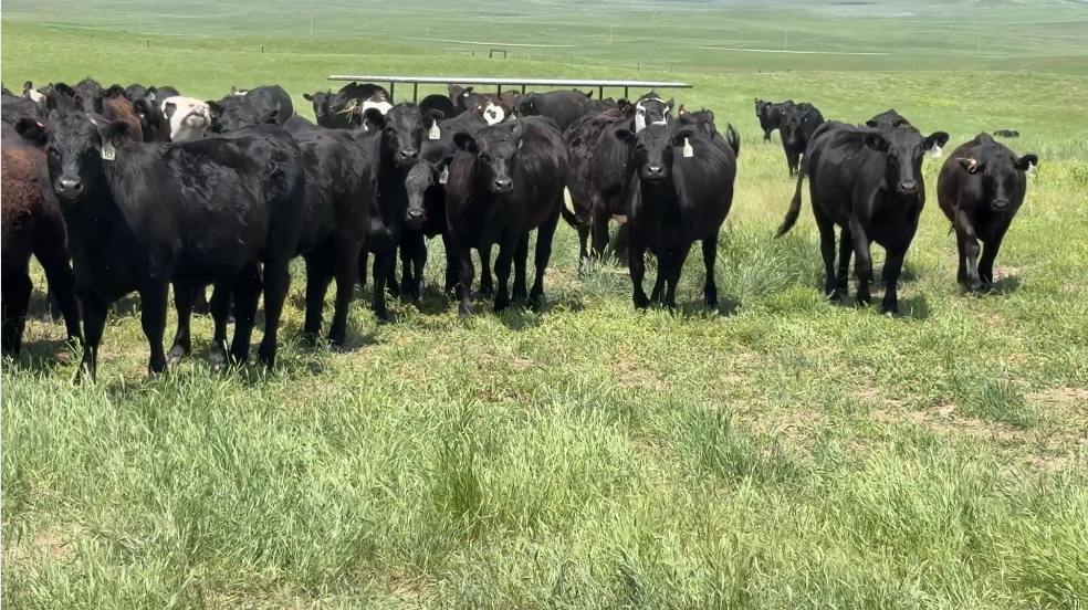 600 head of Bred Heifers! BH627A5